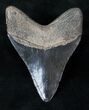 Megalodon Tooth - Medway Sound, Georgia #12826-1